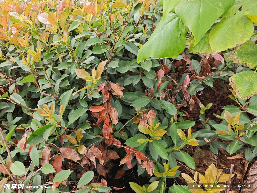 多彩斑斓的植物叶片景观