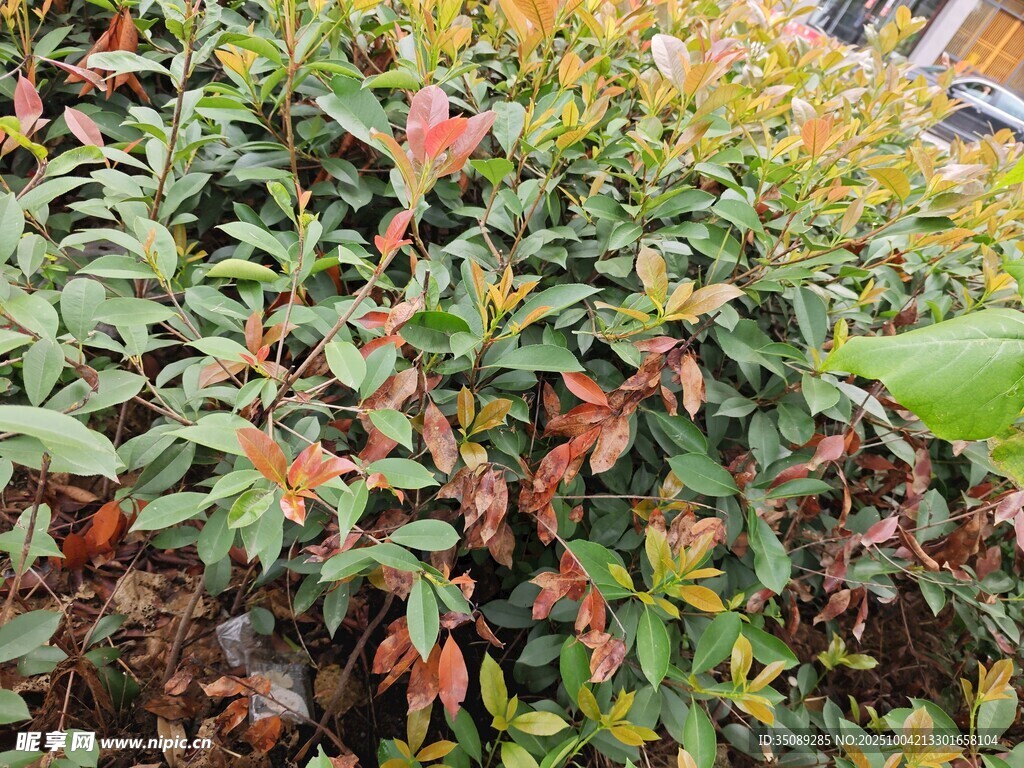 多彩叶片的绿植景观
