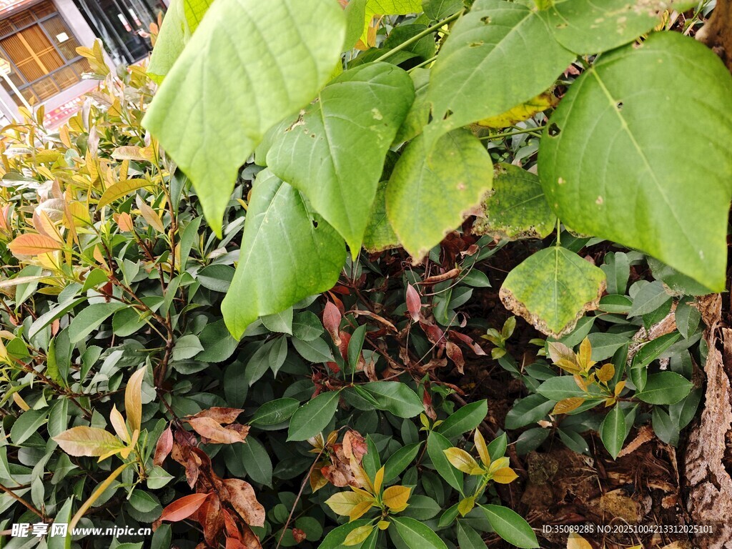 绿叶繁茂的多彩植物景观