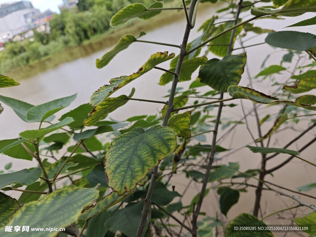 河边绿植特写