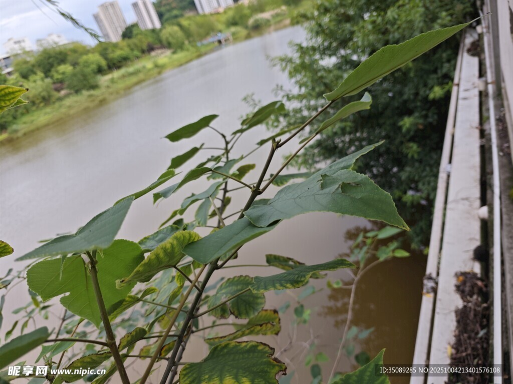 河畔绿植与栏杆景观