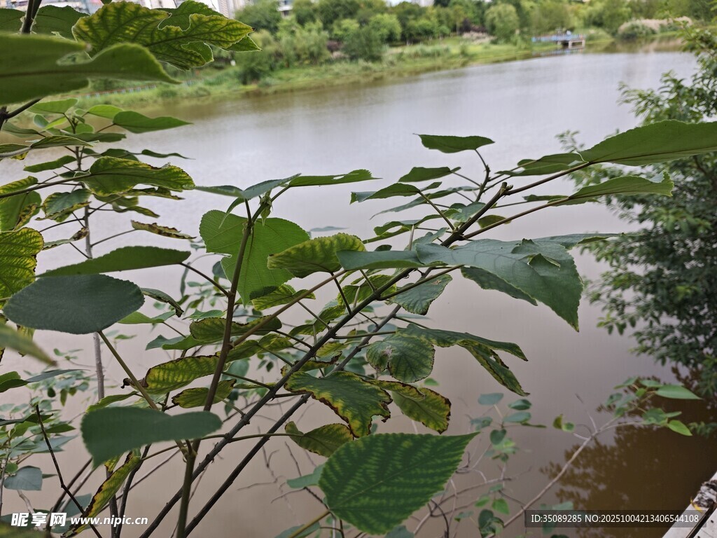 河畔绿植景观