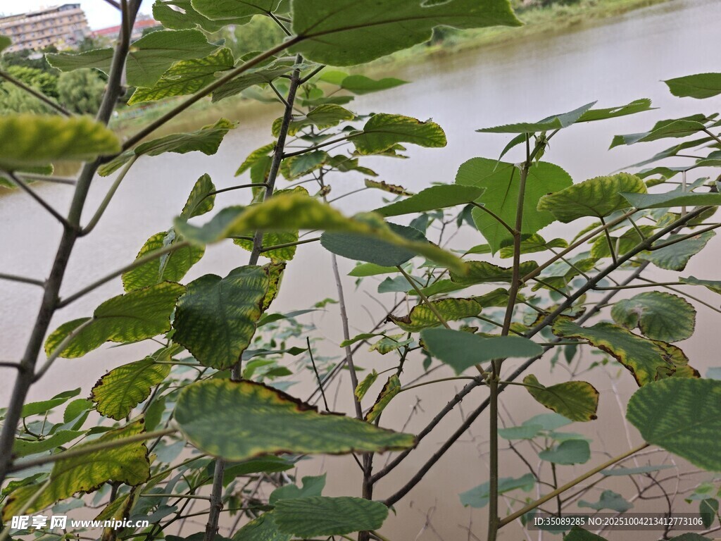 河边绿植特写
