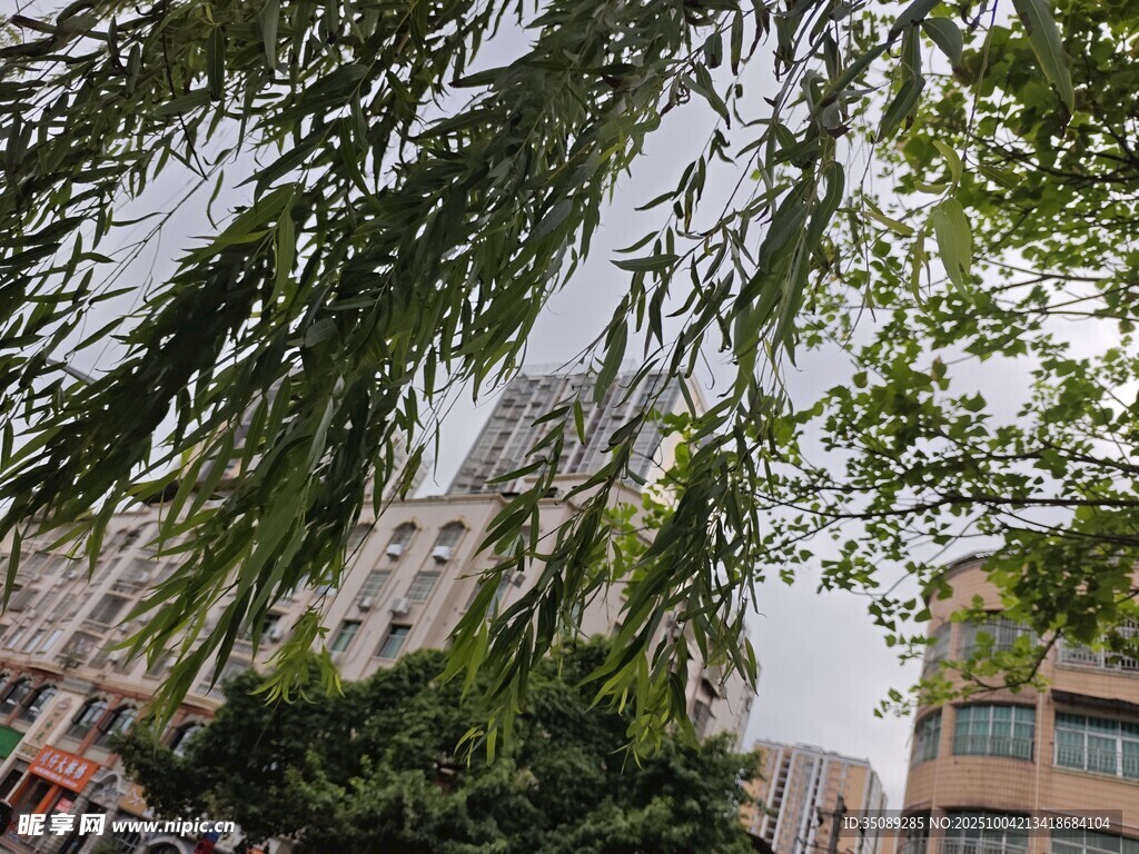 垂柳掩映下的城市建筑