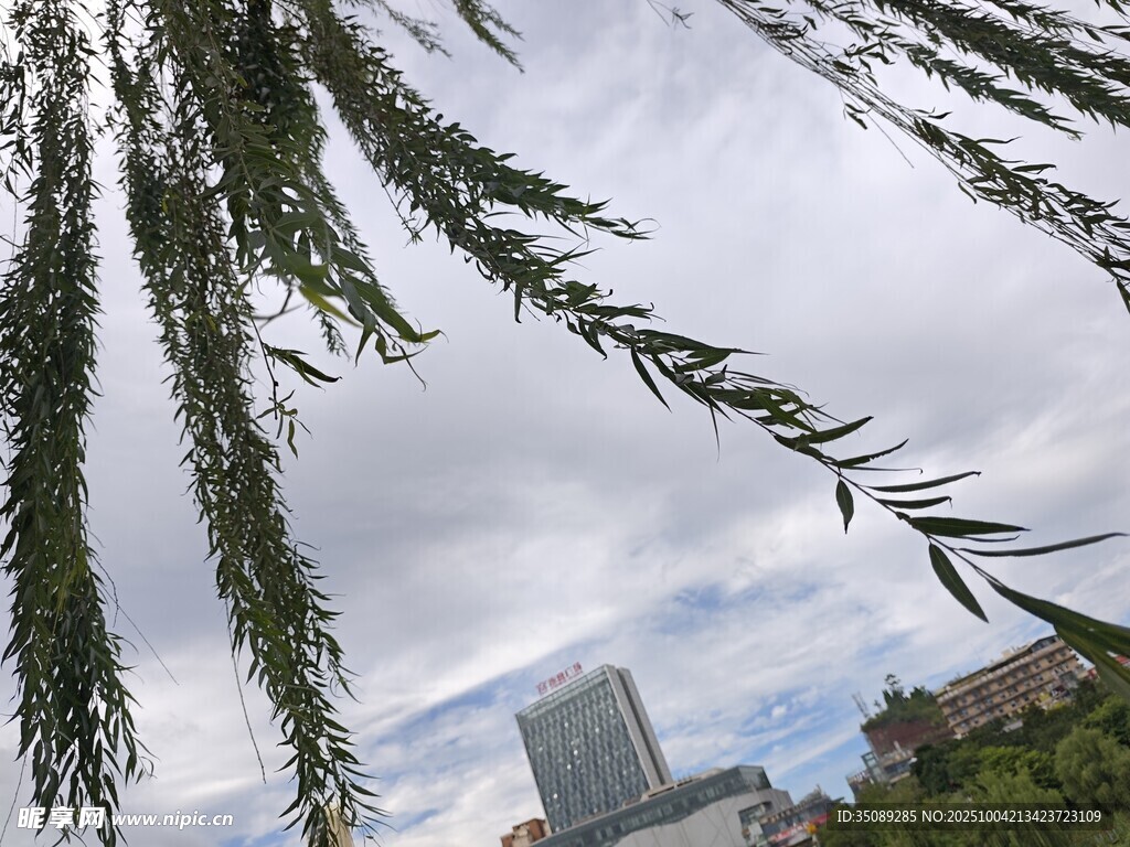 柳枝摇曳下的城市天际线