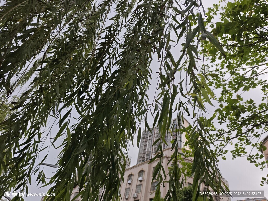 垂柳依依尽显自然之美