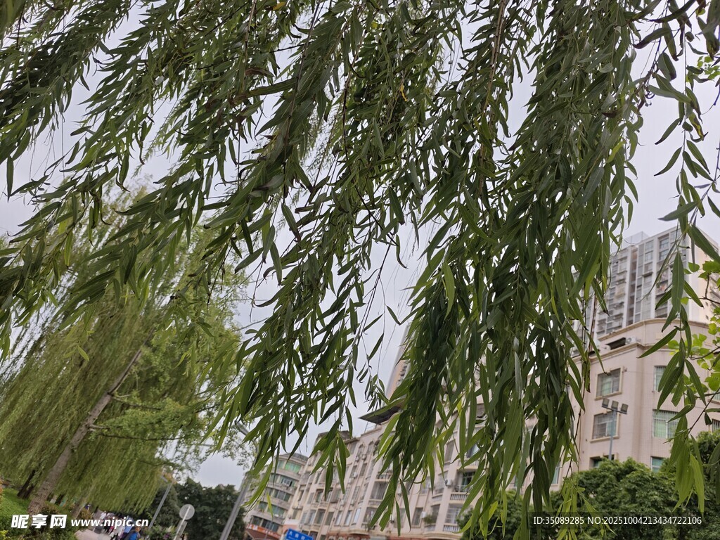 垂柳依依城市春日景致