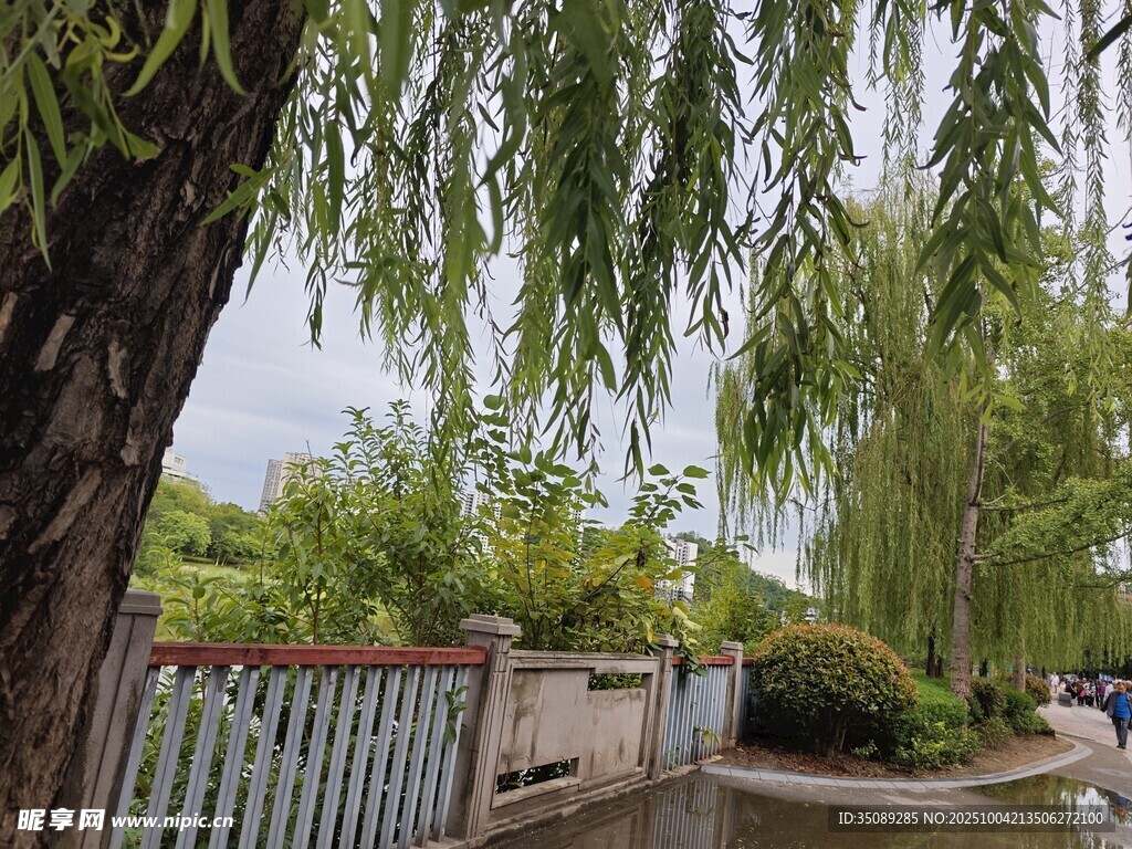 庭院垂柳景观