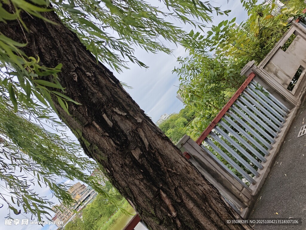 垂柳旁的古朴围栏