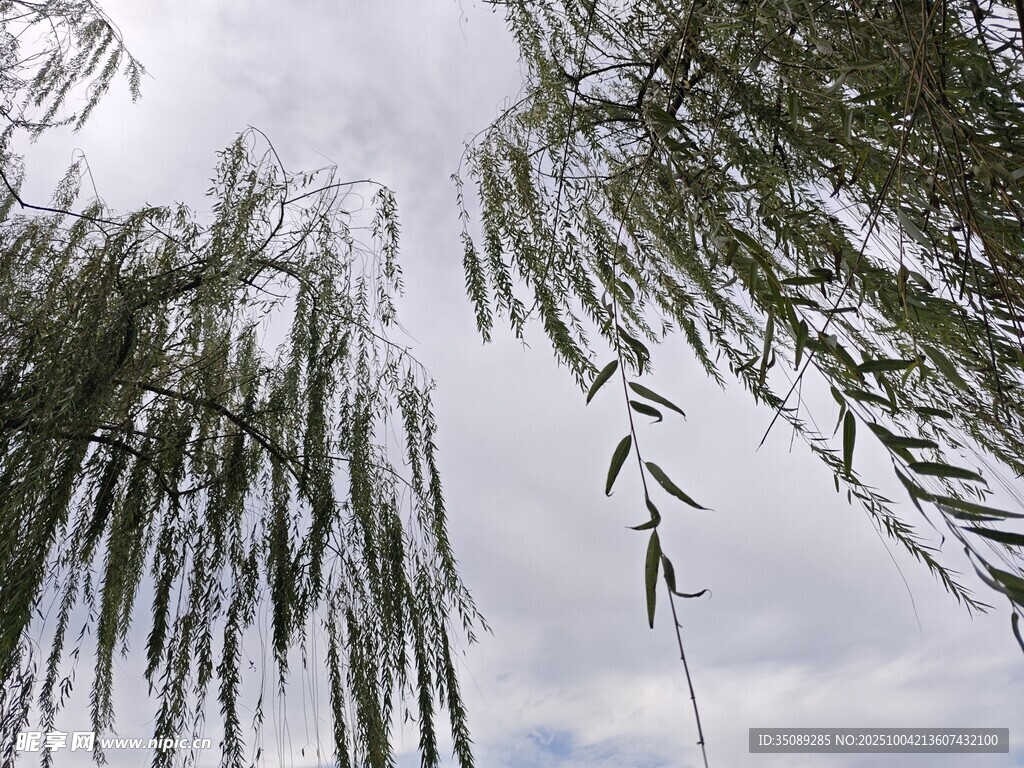 垂柳依依天空云影相伴