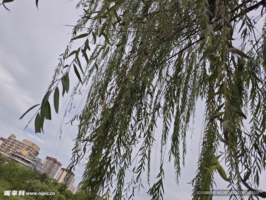 垂柳依依尽显自然之美