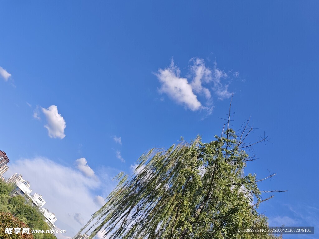 蓝天绿树间的悠悠白云
