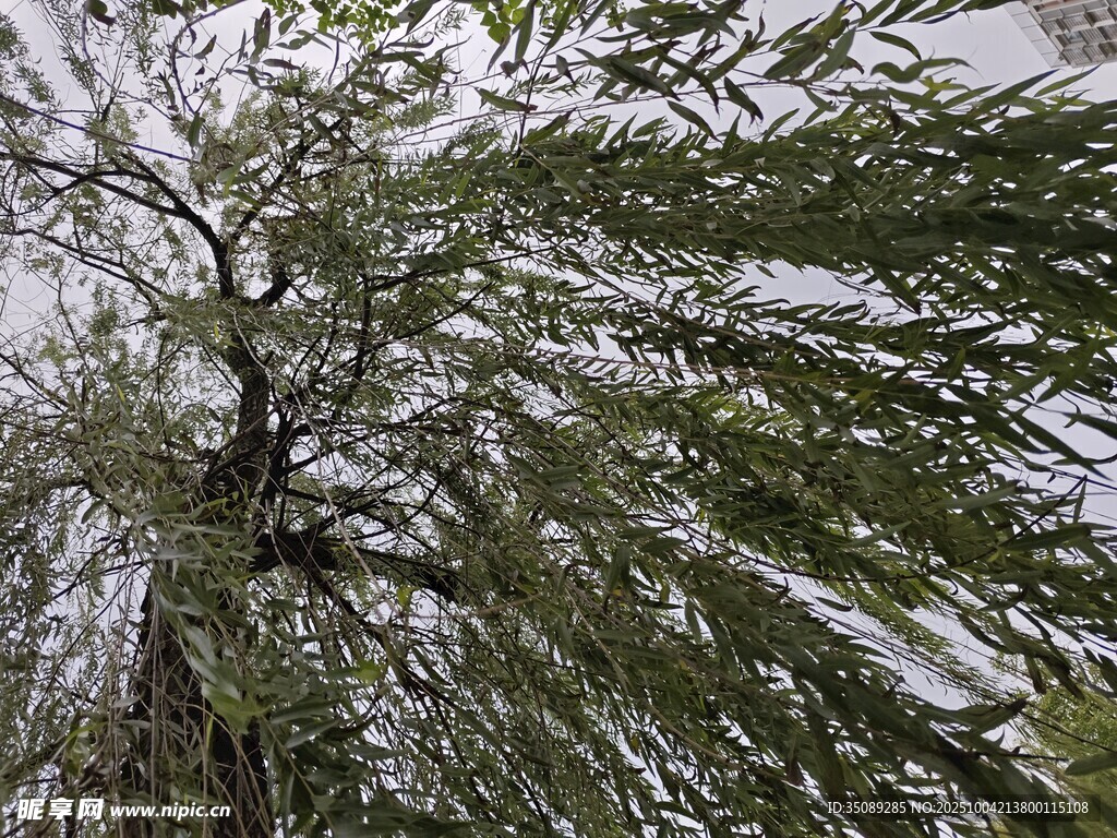 仰视视角下的繁茂棕榈树