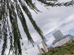 垂柳下的城市风光