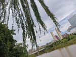 河畔垂柳与城市天际线