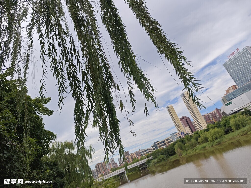 河畔垂柳与城市天际线