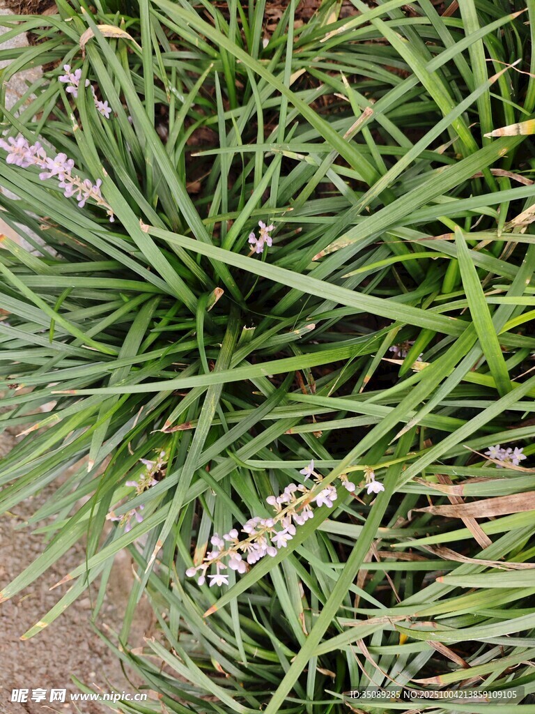 葱兰丛生绽放淡雅小花