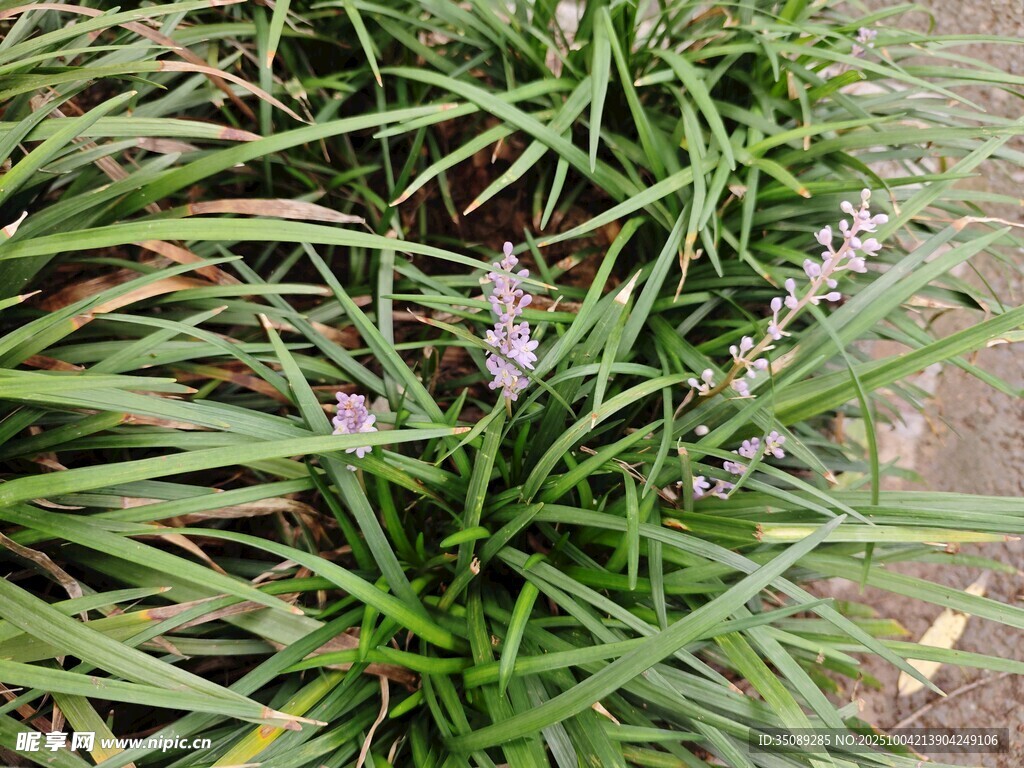 麦冬草丛中的紫色小花