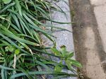 路边葱郁的绿色植物