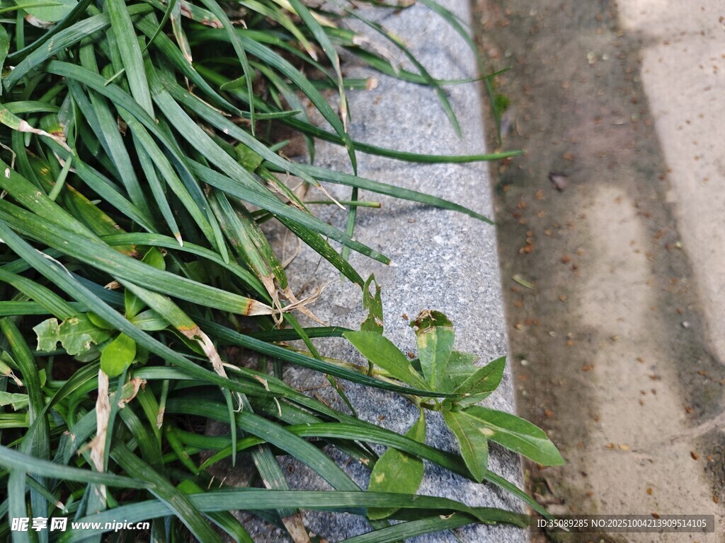路边葱郁的绿色植物
