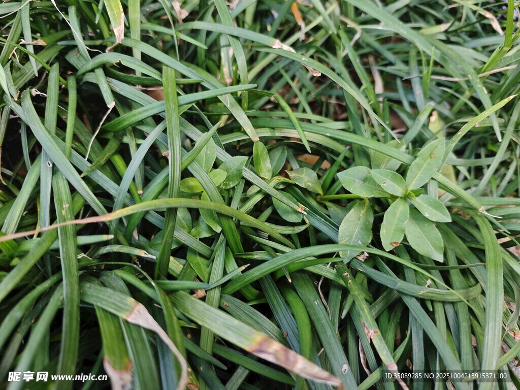 草丛中的绿色植物