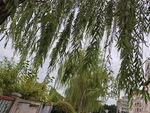 垂柳依依下的清新景致