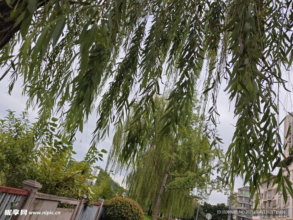 垂柳依依下的清新景致