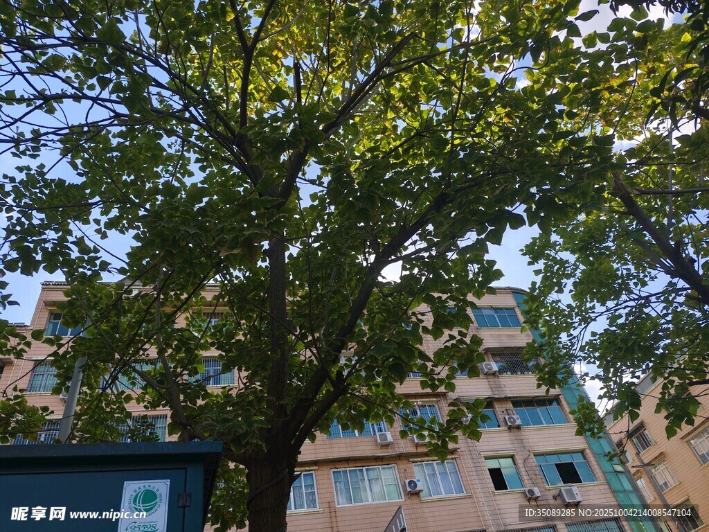 楼前繁茂绿树