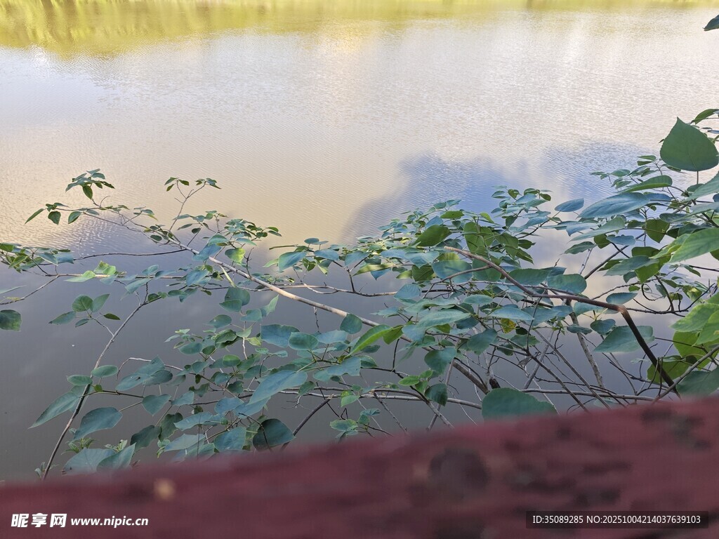 湖畔绿植倒映水面美景