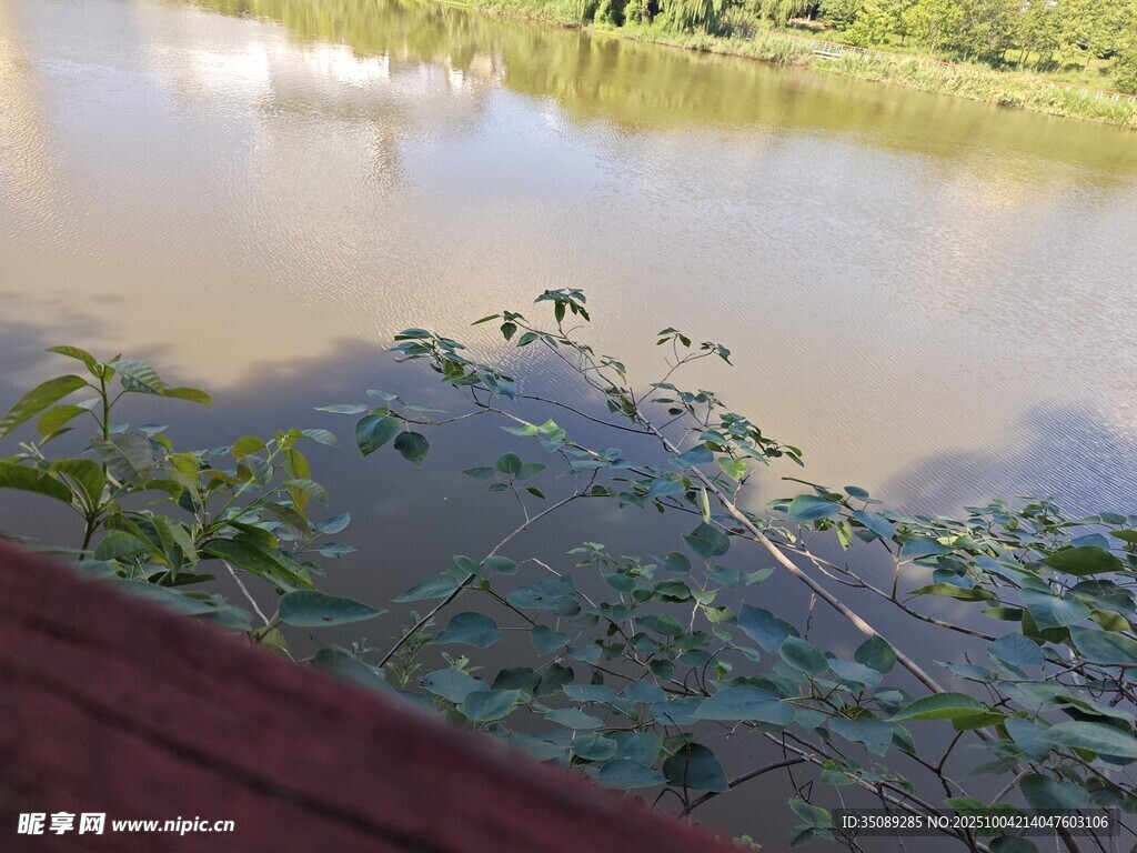 河边绿植与浑浊河水景象