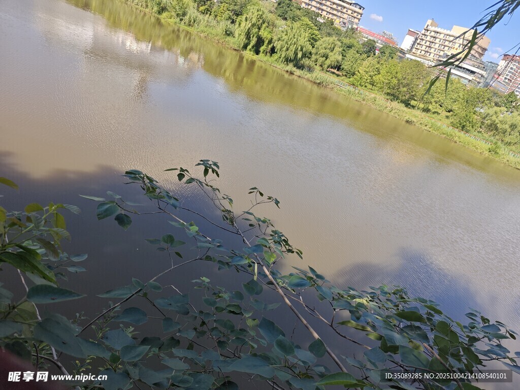 河边自然景致与绿植
