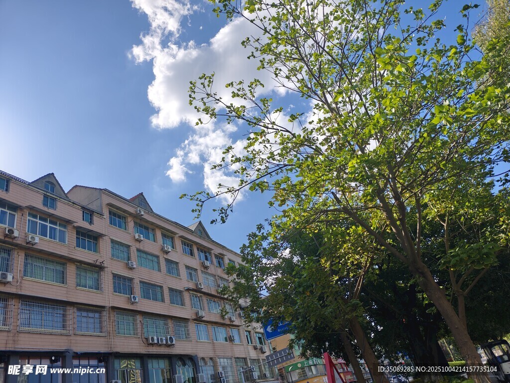 城市街边的多彩建筑与绿树