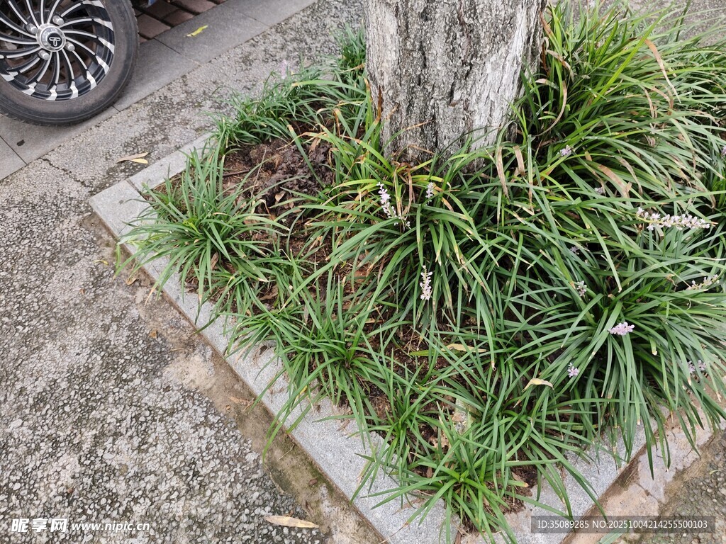 树下绿植景观