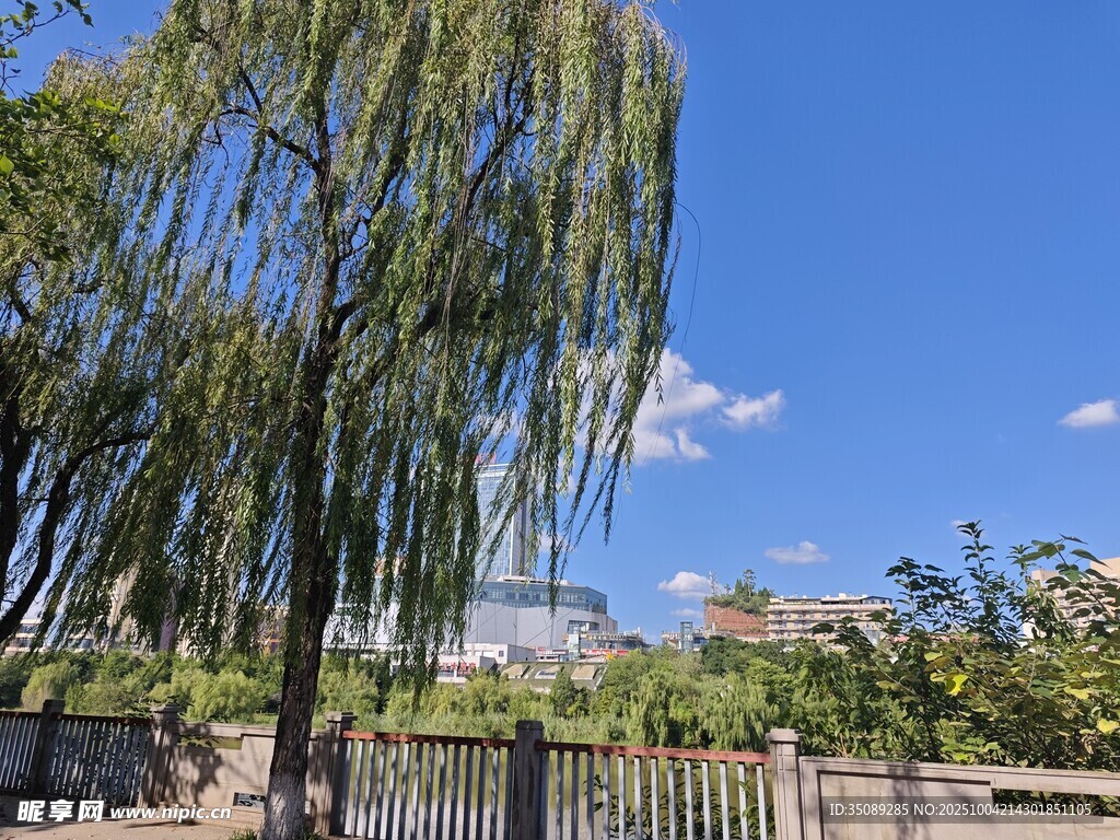 蓝天垂柳下的户外景致
