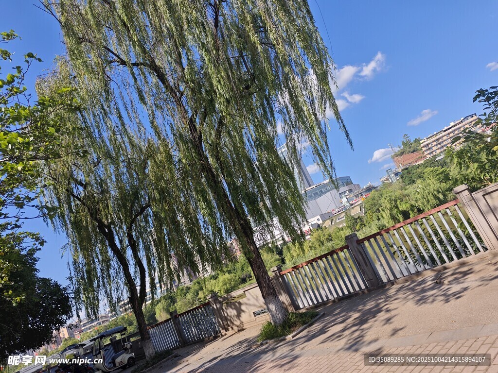 垂柳下的宁静户外景致