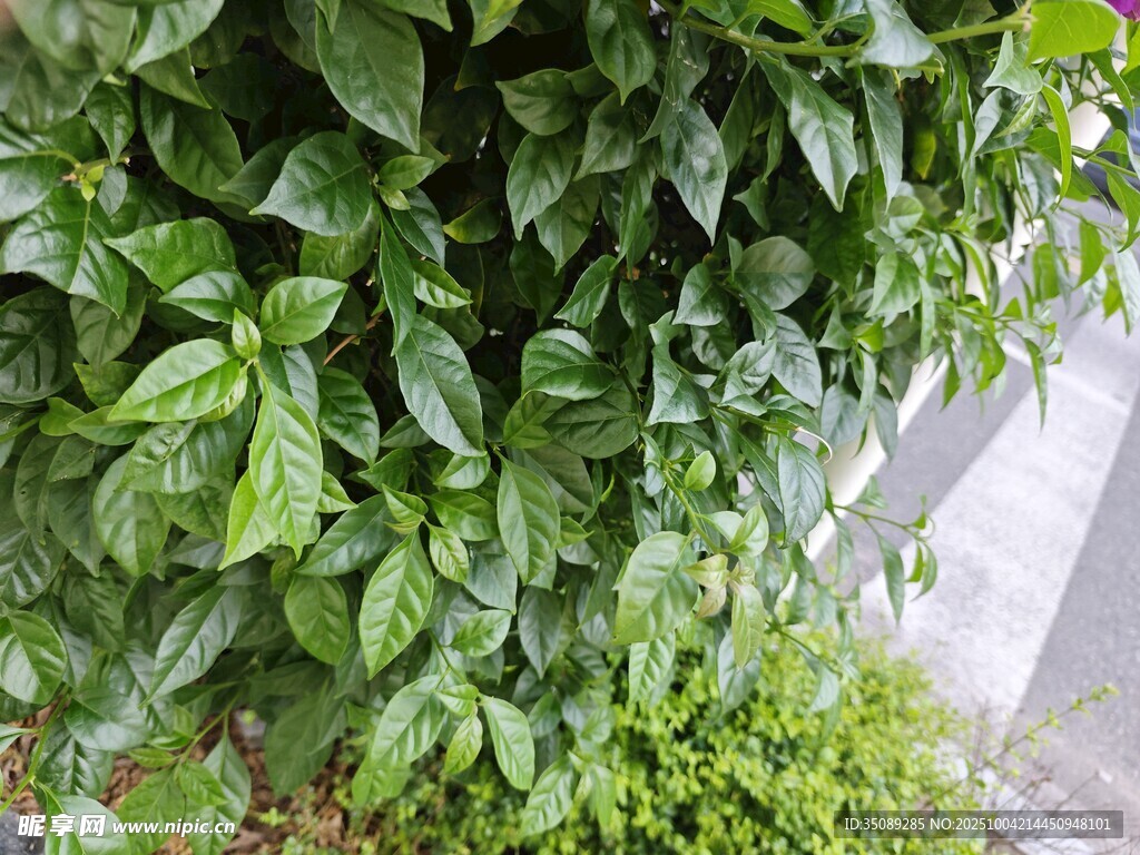 绿叶繁茂的墙面植物景观