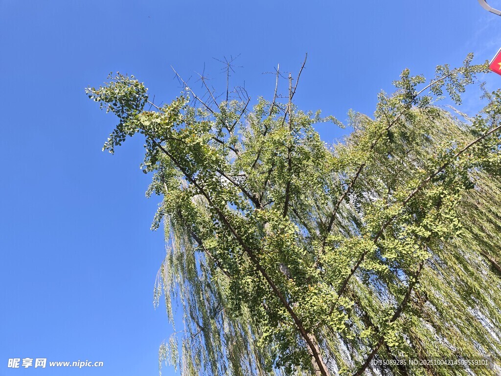 蓝天映衬下的葱郁绿树