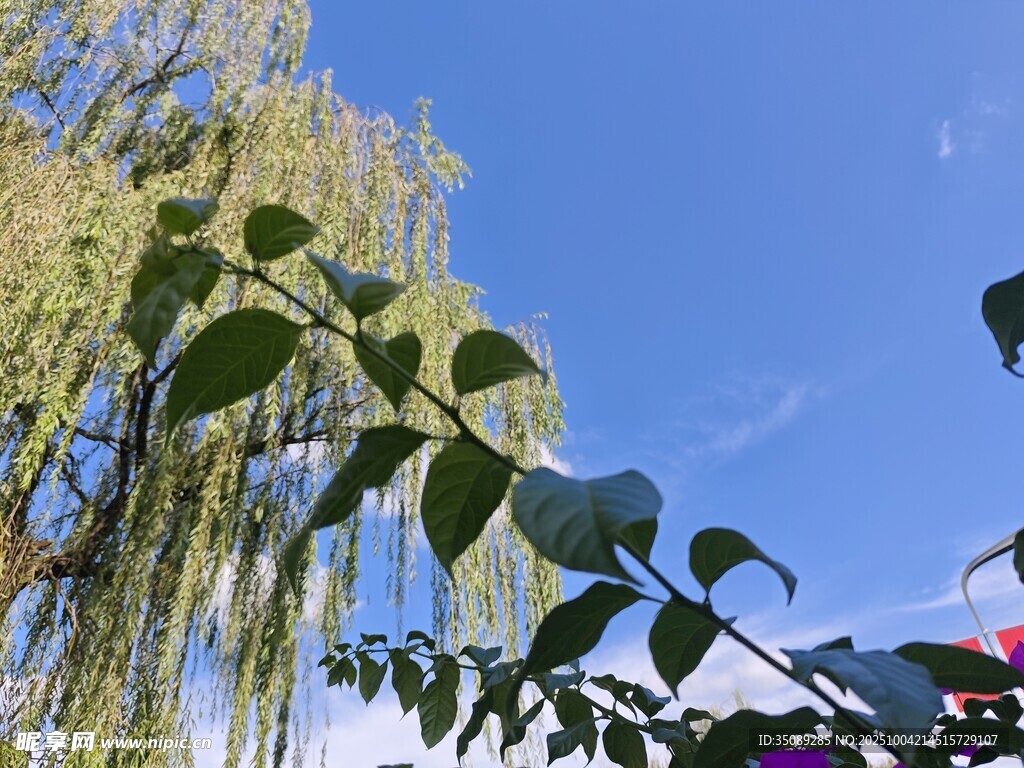 蓝天垂柳绿意盎然