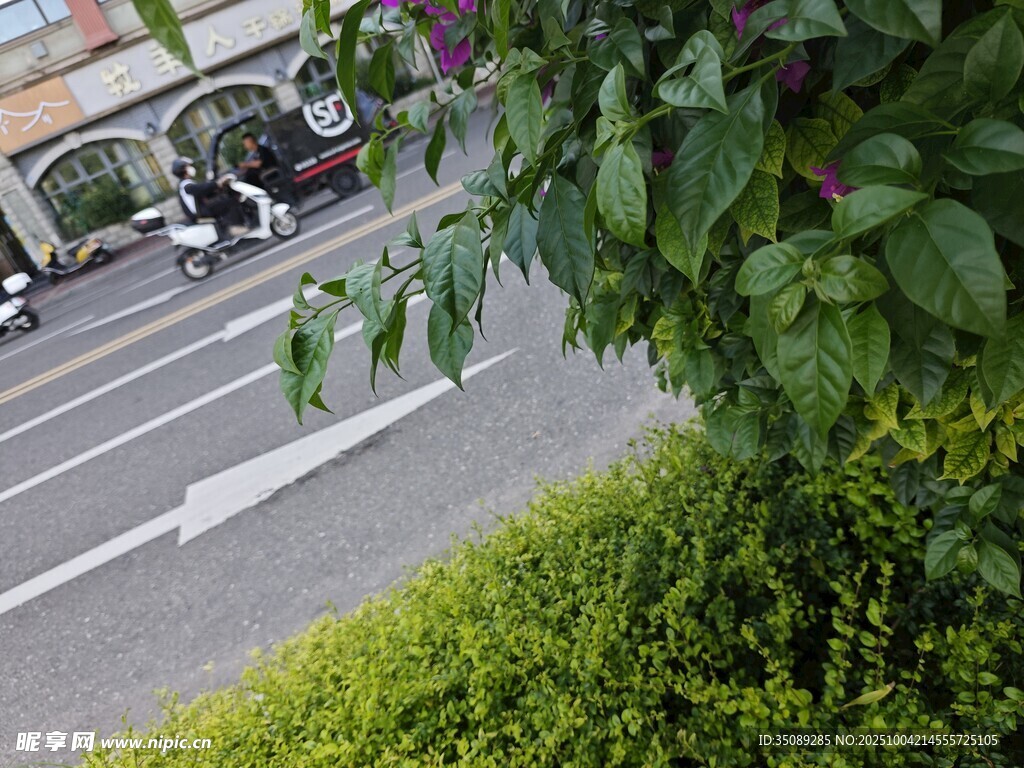 路边绿植与停车场景观