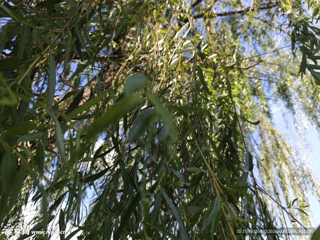 垂柳枝叶繁茂的美丽景象