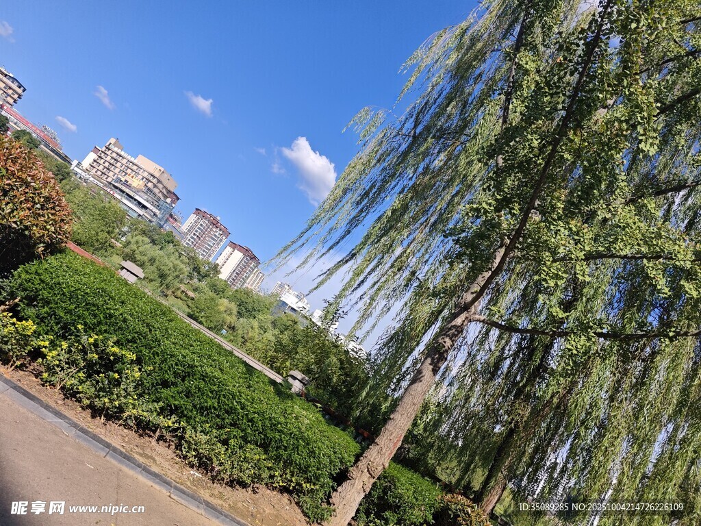 城市中葱郁的绿树与蓝天