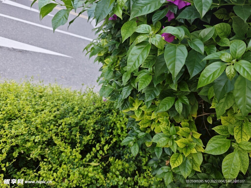 路边繁茂绿植与花卉