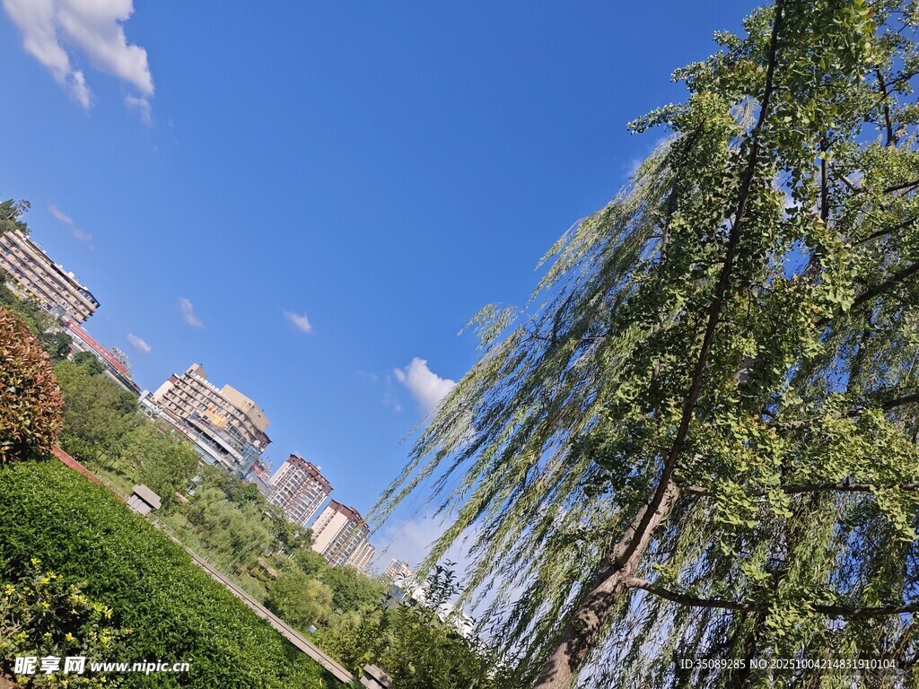 蓝天垂柳下的城市景致