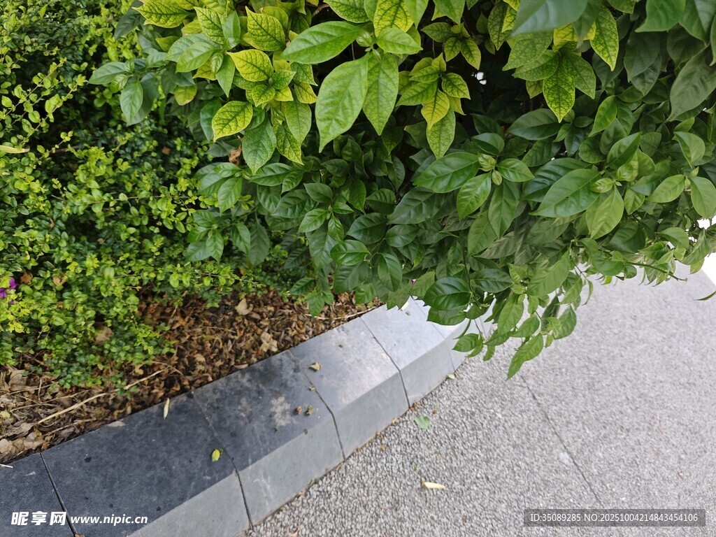 路边绿植景观