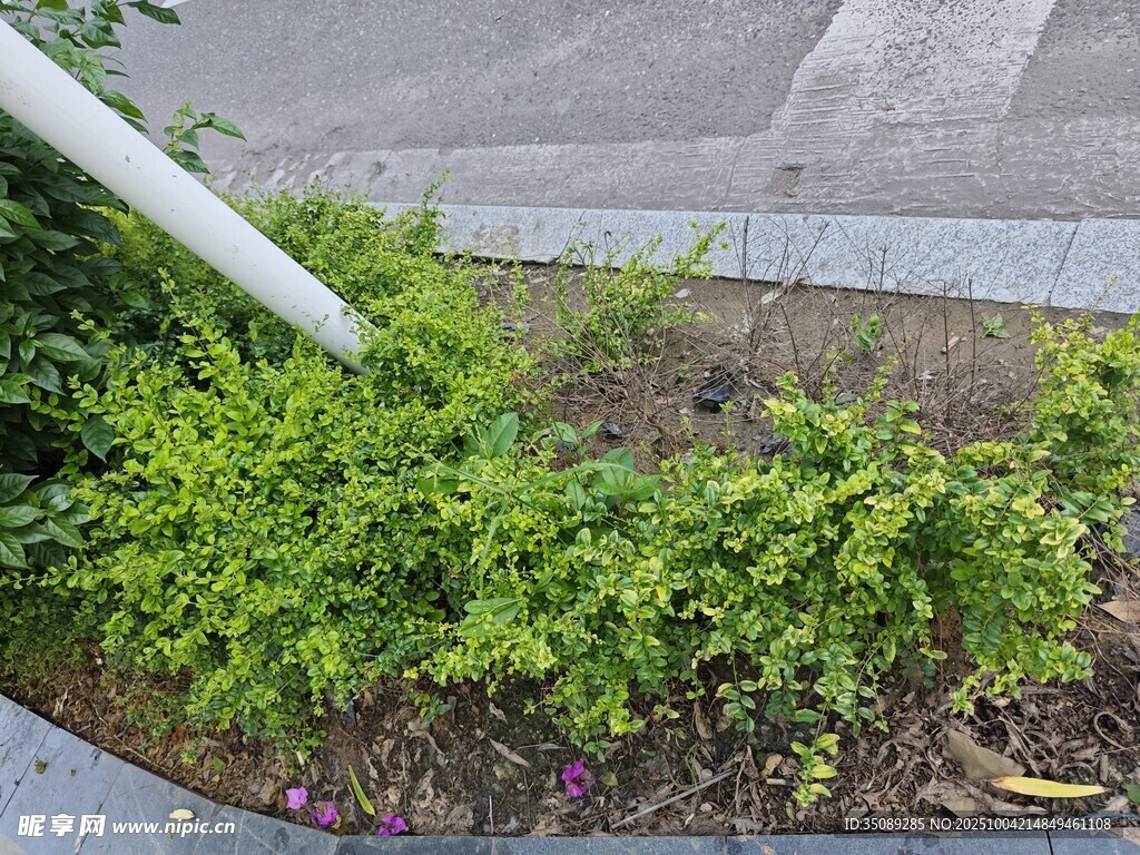 路边的翠绿灌木丛