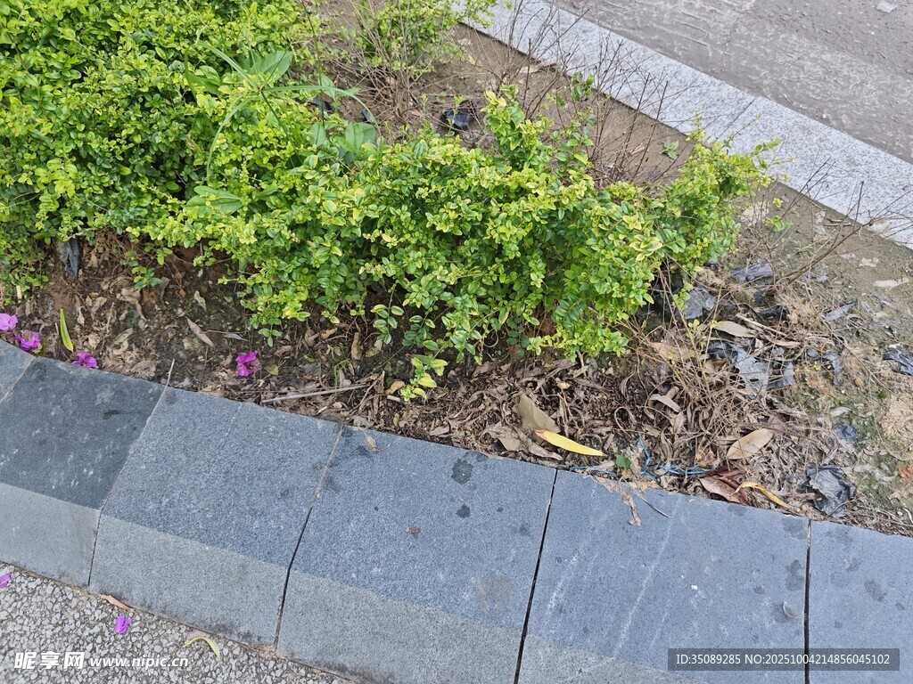 路边绿植与灰色步道