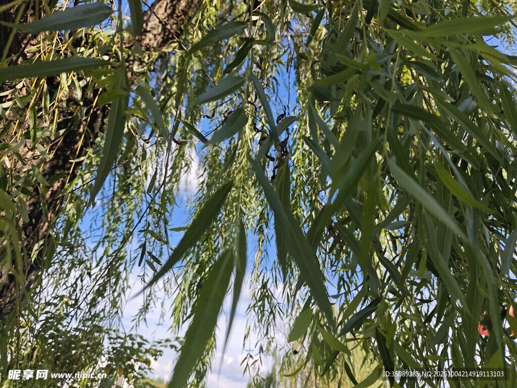 仰视翠绿竹叶与蓝天