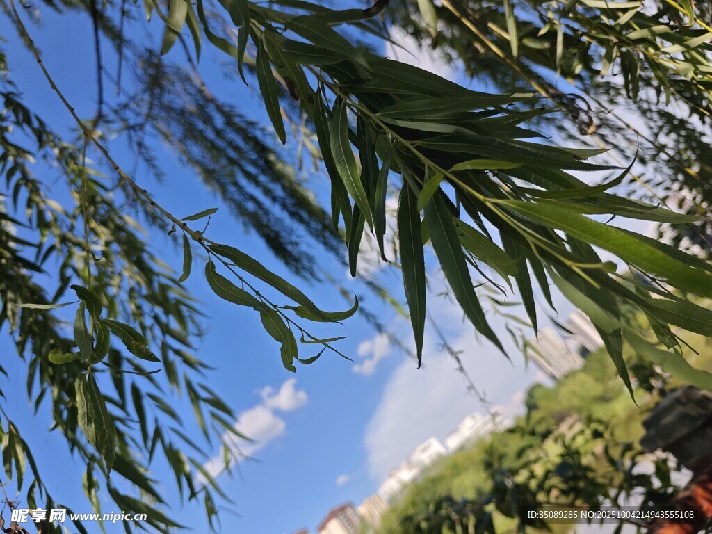 蓝天垂柳景致