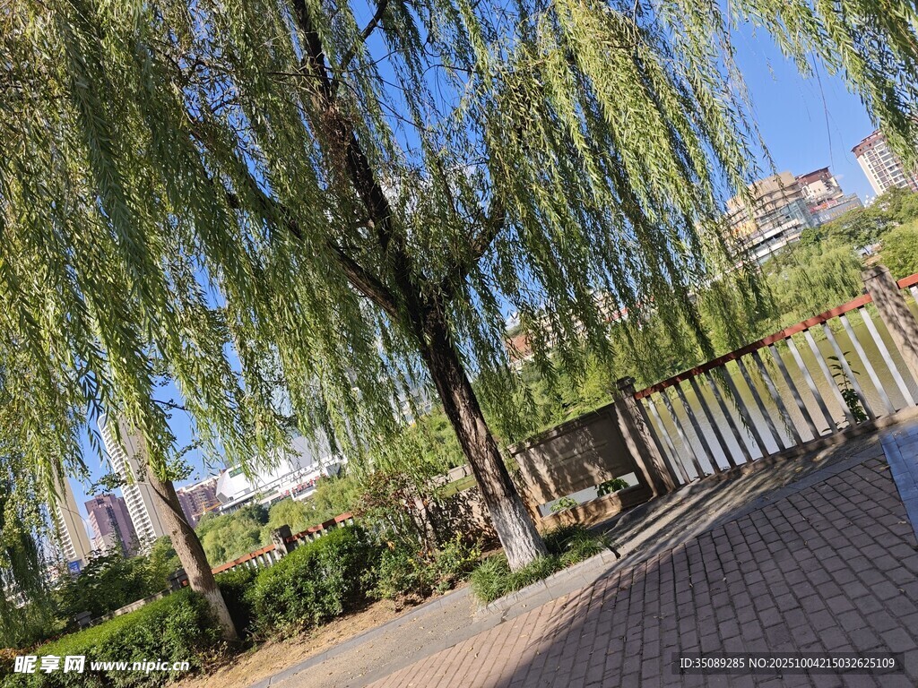 春日垂柳下的宁静步道