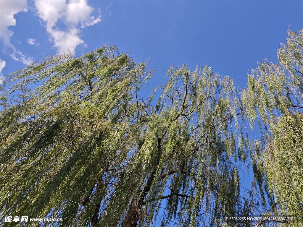 蓝天垂柳美景